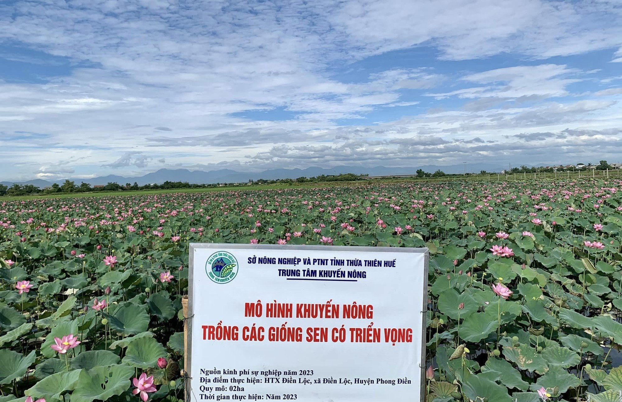 TT-Huế: Hỗ trợ nông dân đưa các giống sen cho năng suất cao vào sản xuất  - Ảnh 1.