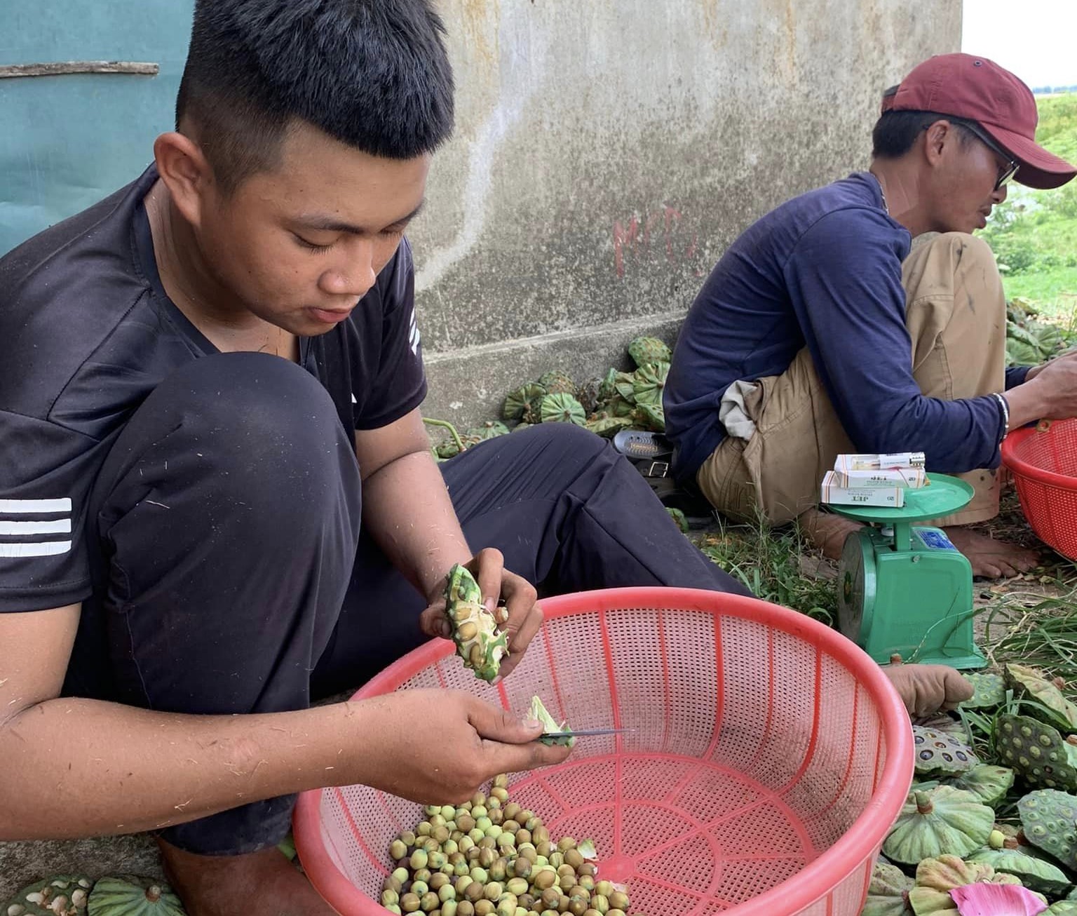 TT-Huế: Hỗ trợ nông dân đưa các giống sen cho năng suất cao vào sản xuất  - Ảnh 2.