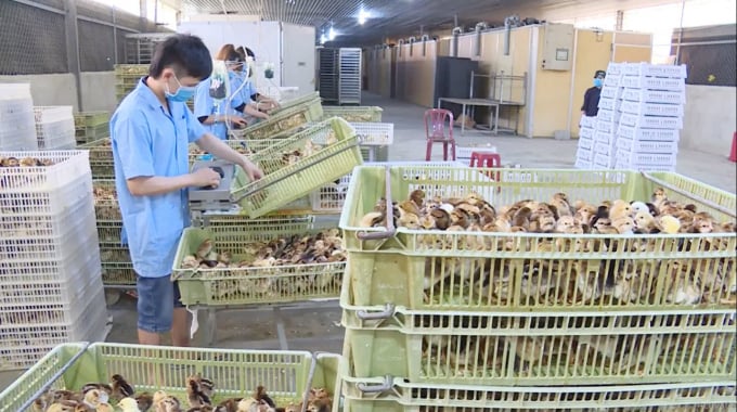 Thêm 41 tiến bộ kỹ thuật mới về chăn nuôi, thú y - Ảnh 1.