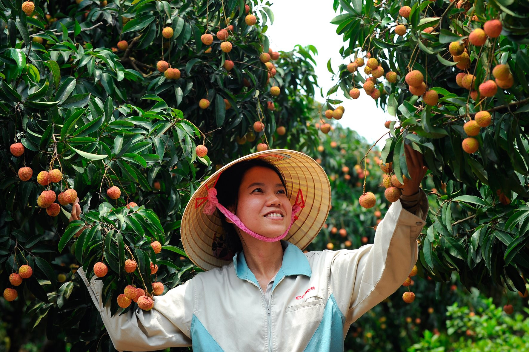 Gây dựng nền nông nghiệp xanh trên đất xứ Đông - Ảnh 1.
