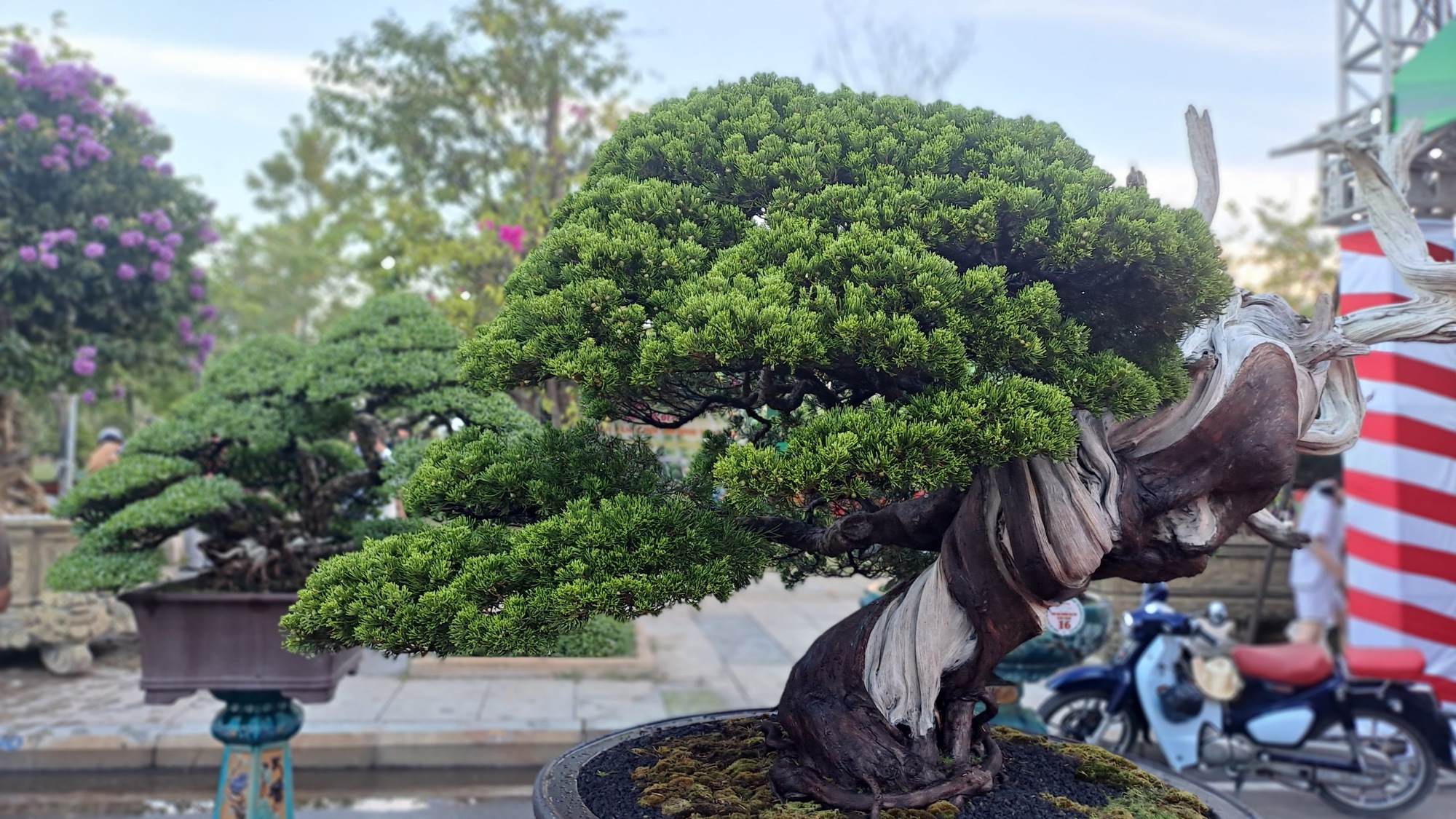 Độc, lạ cây cảnh &quot;khủng&quot; tụ hội tại Bình Định - Ảnh 12.