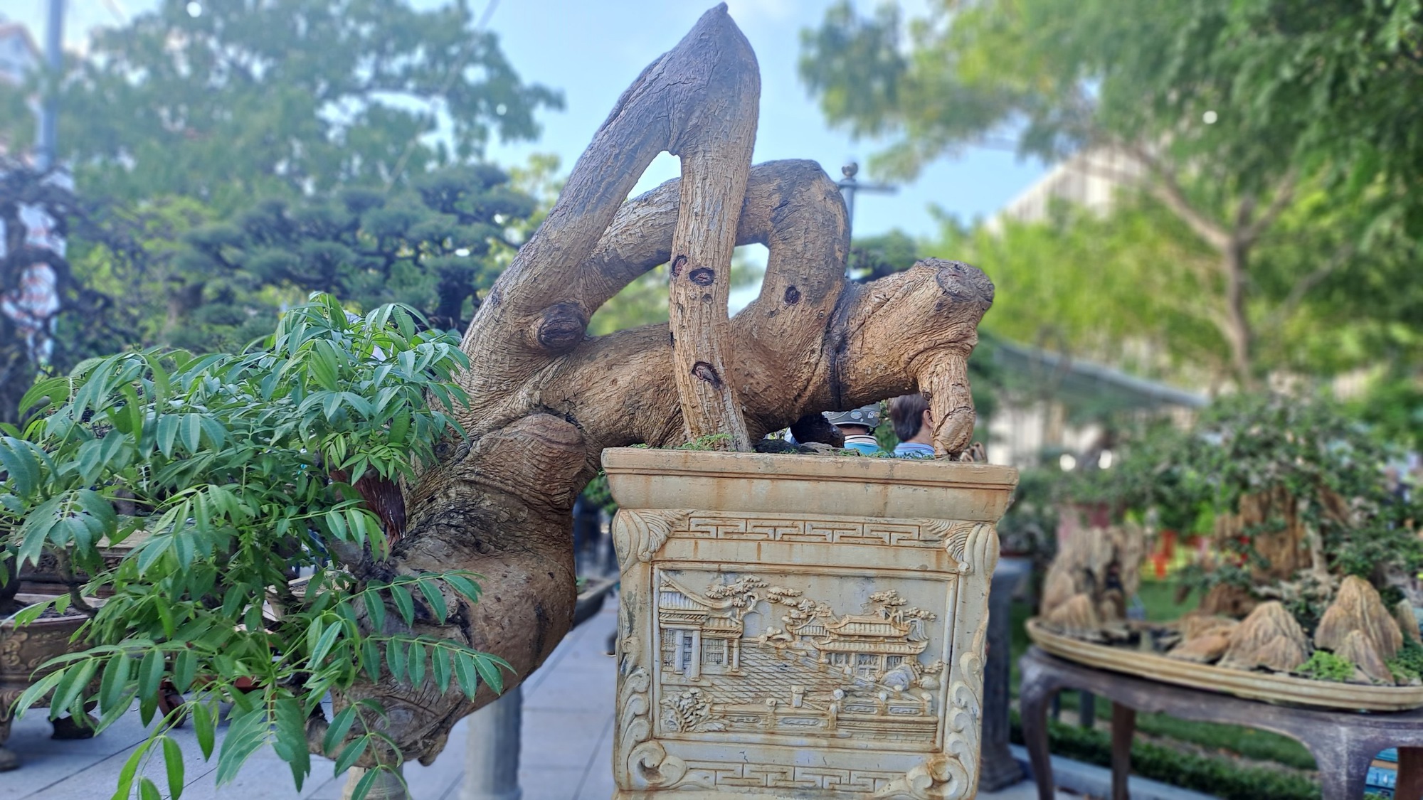Độc, lạ cây cảnh &quot;khủng&quot; tụ hội tại Bình Định - Ảnh 2.