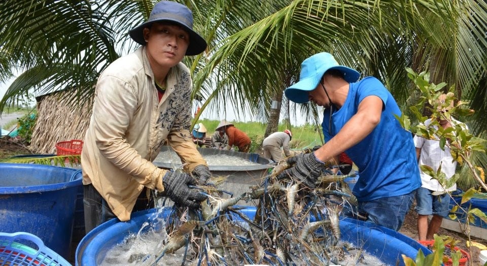 Nâng tầm “lúa thơm, tôm sạch” - Ảnh 3.