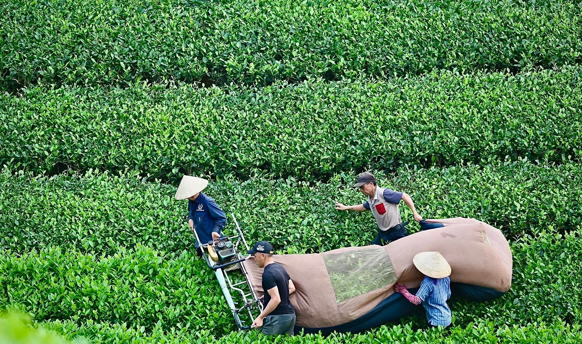 Chuyển đổi số, liên kết đưa nông sản Đất Tổ vươn xa  - Ảnh 1.