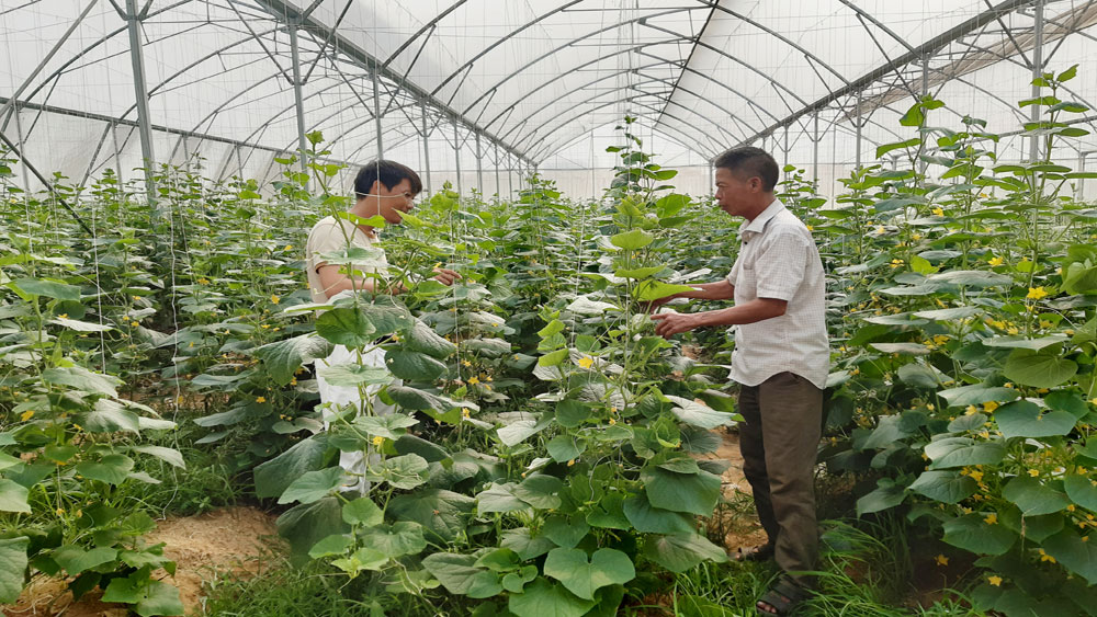 Tạo động lực phát triển sản phẩm OCOP - Ảnh 1.