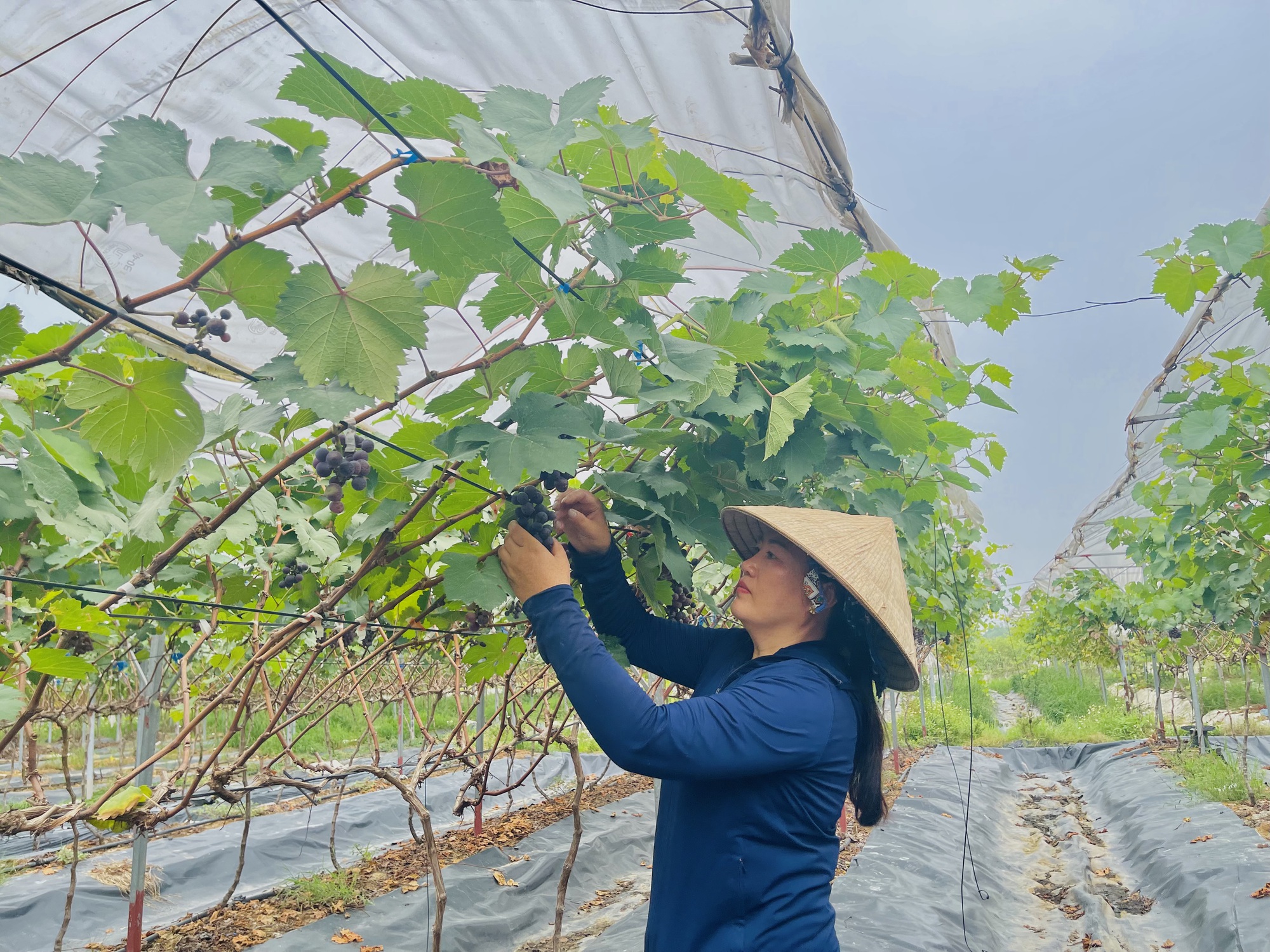 Có vốn trồng nho, nuôi bò nhà nông nâng cao thu nhập - Ảnh 1.