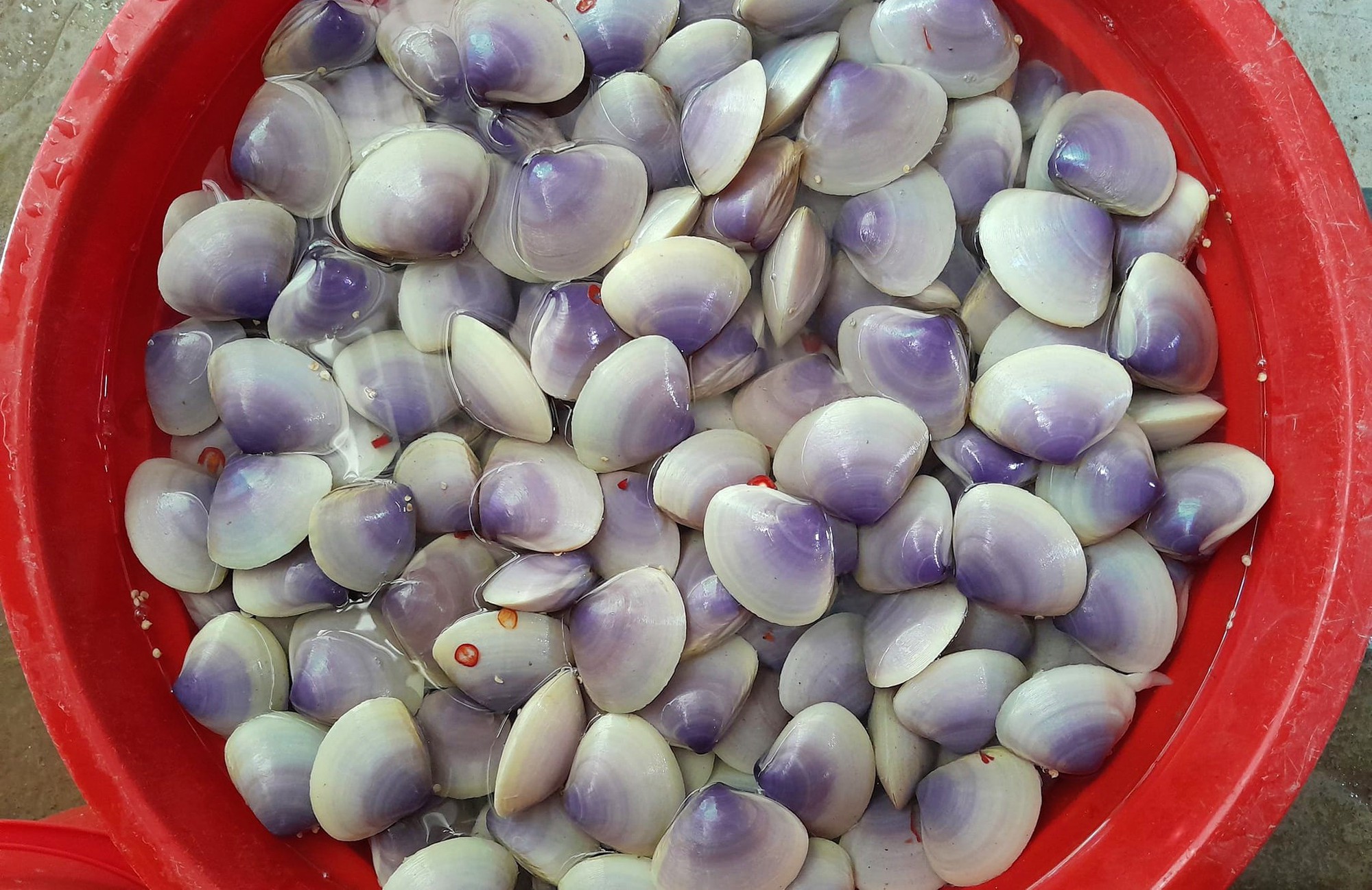 Loài hải sản ngon ngọt, bổ dưỡng dạt đầy vào bãi biển, dân hò nhau ra nhặt về nấu món khoái khẩu - Ảnh 3.