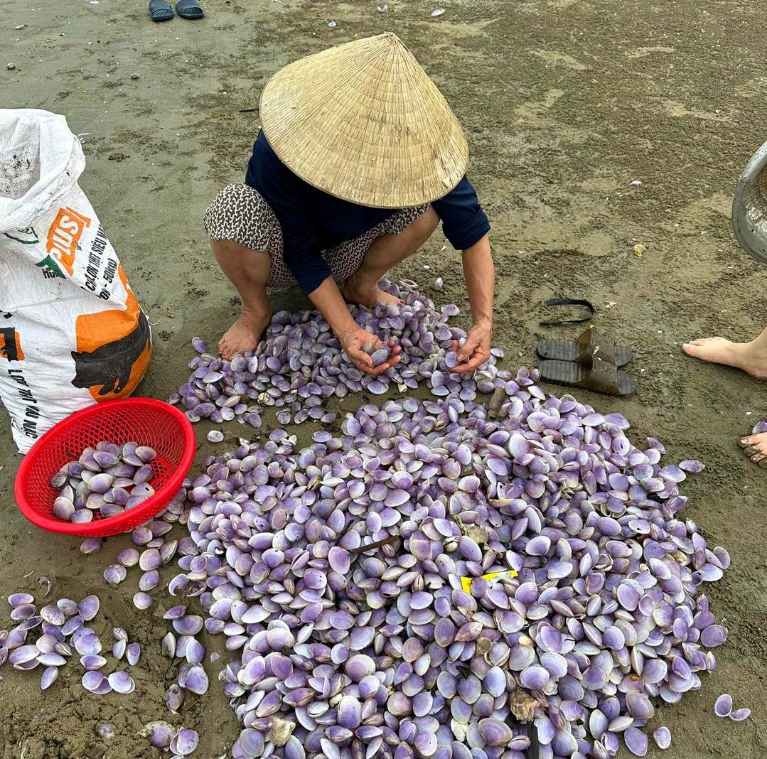 Loài hải sản ngon ngọt, bổ dưỡng dạt đầy vào bãi biển, dân hò nhau ra nhặt về nấu món khoái khẩu - Ảnh 2.