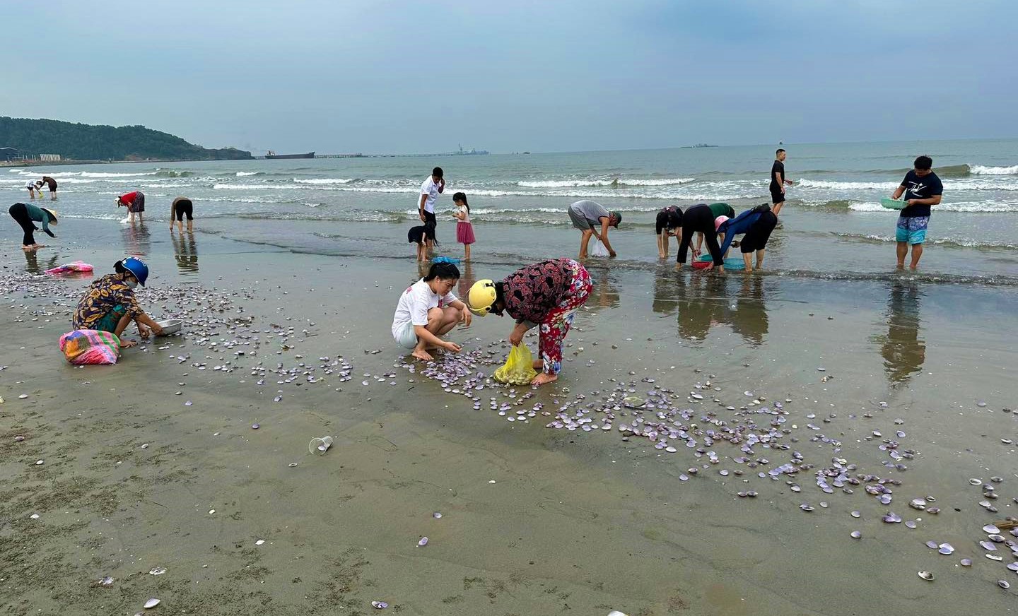 Loài hải sản ngon ngọt, bổ dưỡng dạt đầy vào bãi biển, dân hò nhau ra nhặt về nấu món khoái khẩu - Ảnh 1.