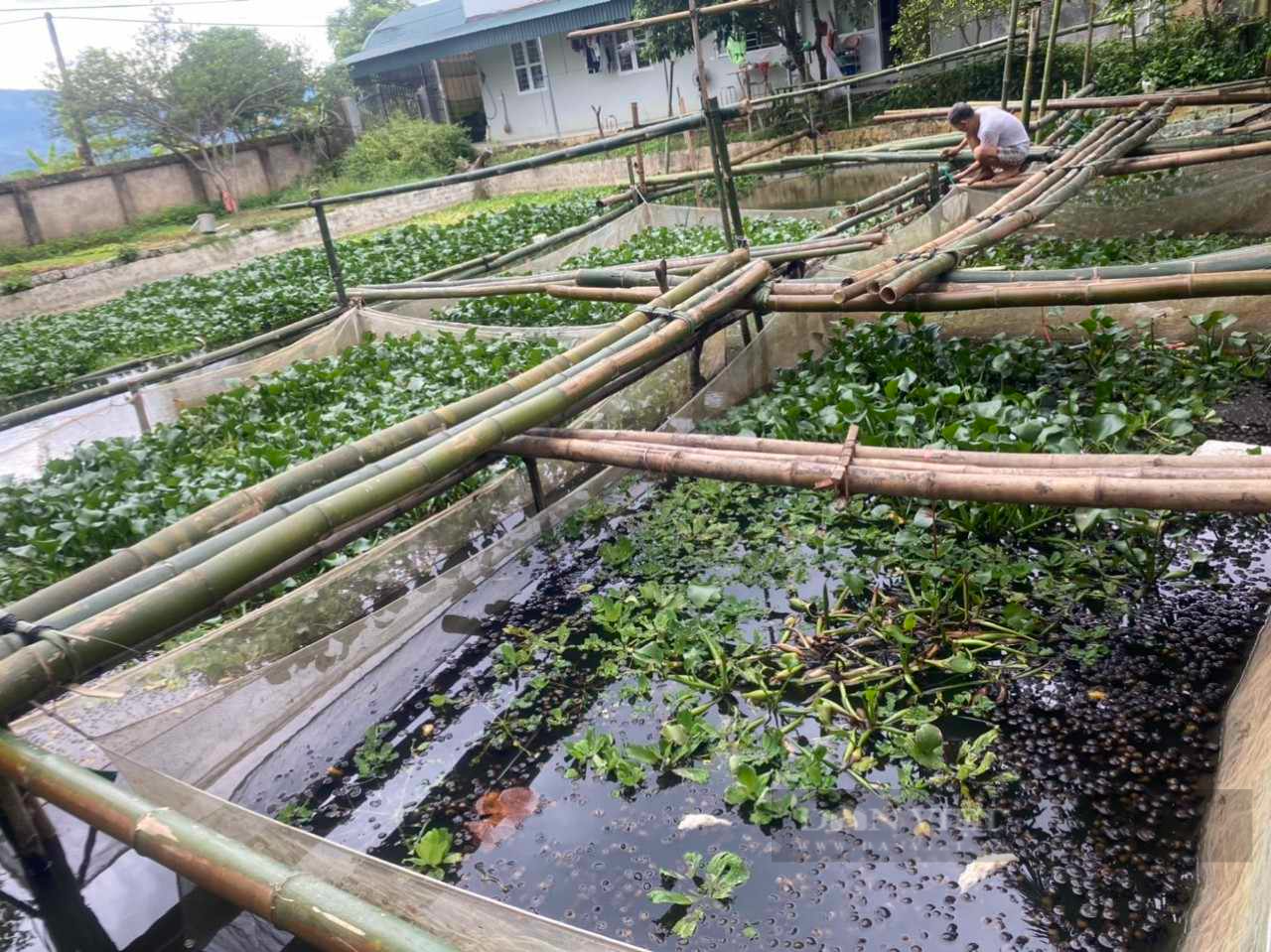 Thầy giáo ở một huyện vùng cao tỉnh Điện Biên có thêm thu nhập khá từ con ốc nhồi   - Ảnh 2.