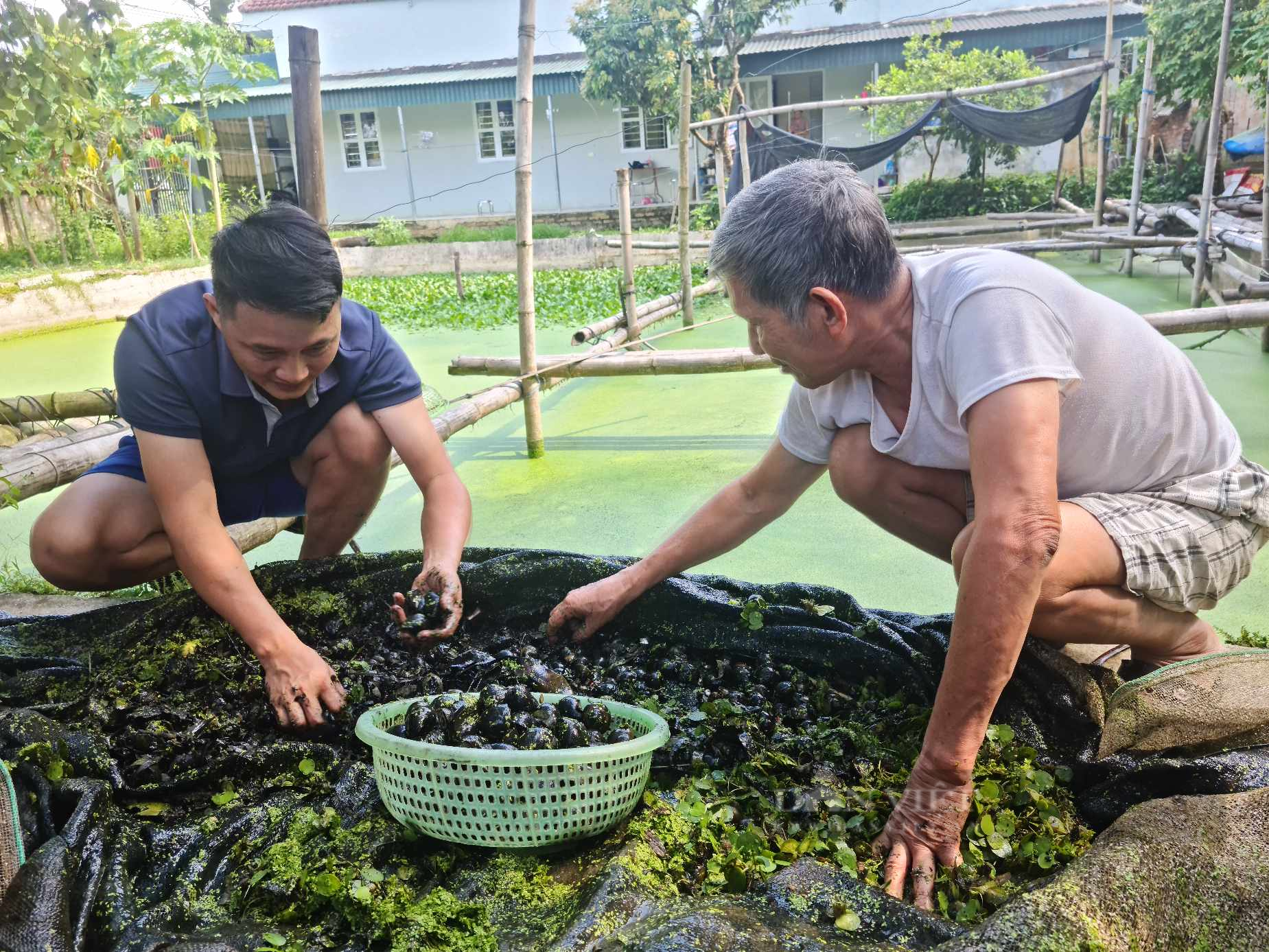 Thầy giáo ở một huyện vùng cao tỉnh Điện Biên có thêm thu nhập khá từ con ốc nhồi   - Ảnh 3.