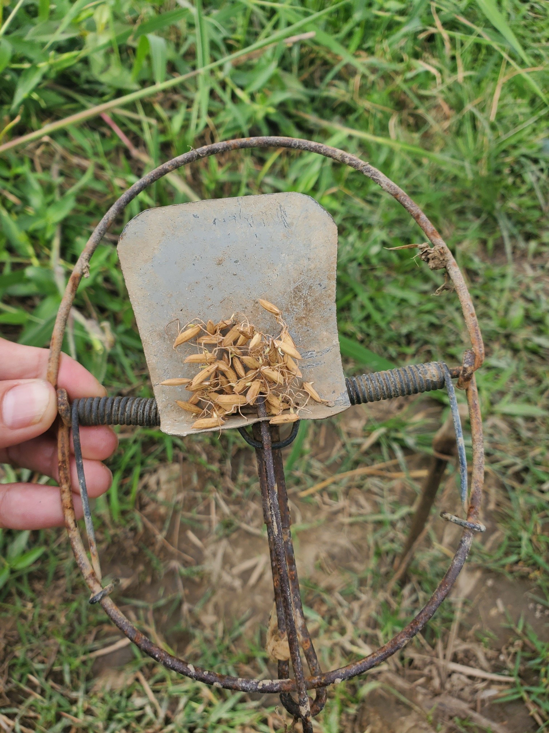 Chuyện lạ ở Bình Định: Nhà có 7 sào ruộng nhưng phải sắm hơn 50 cái bẫy chuột- Ảnh 3.