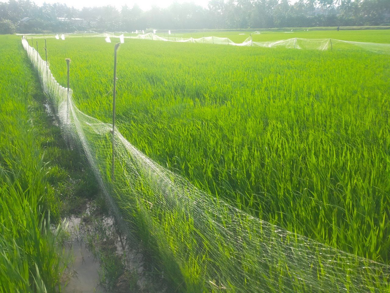 Chuyện lạ ở Bình Định: Nhà có 7 sào ruộng nhưng phải sắm hơn 50 cái bẫy chuột- Ảnh 6.