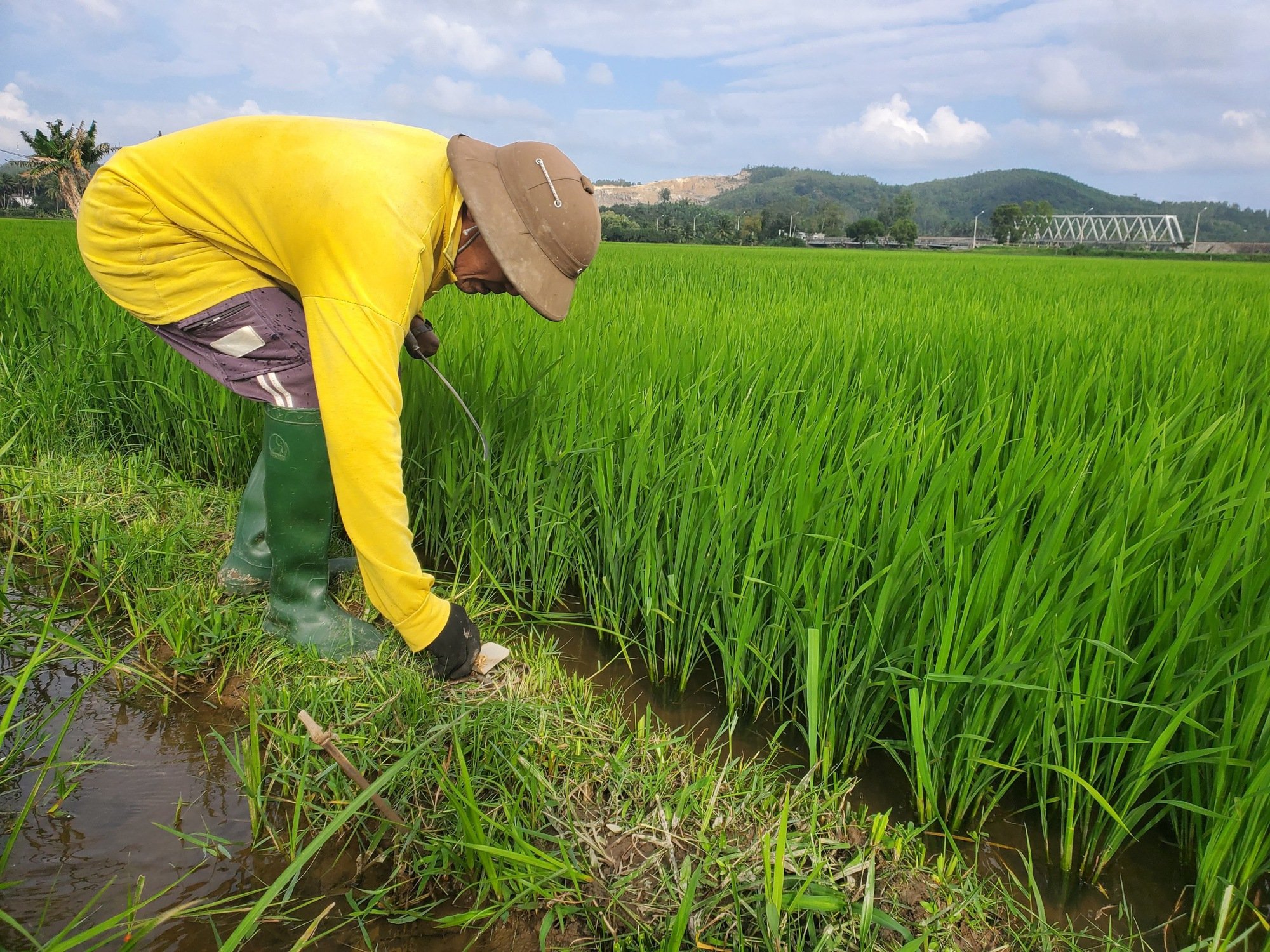 Chuyện lạ ở Bình Định: Nhà có 7 sào ruộng nhưng phải sắm hơn 50 cái bẫy chuột- Ảnh 10.