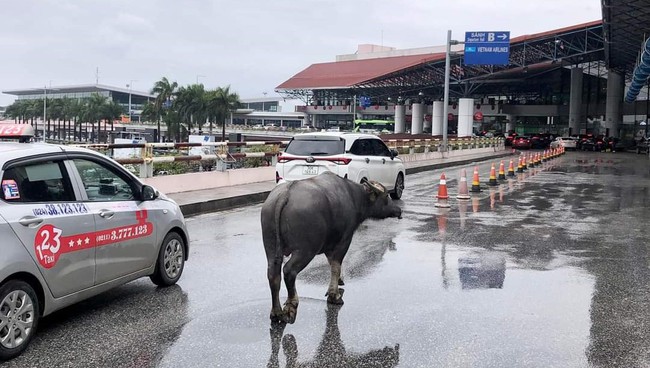 Bất ngờ trâu xuất hiện tại nhà ga sân bay Nội Bài   - Ảnh 1.