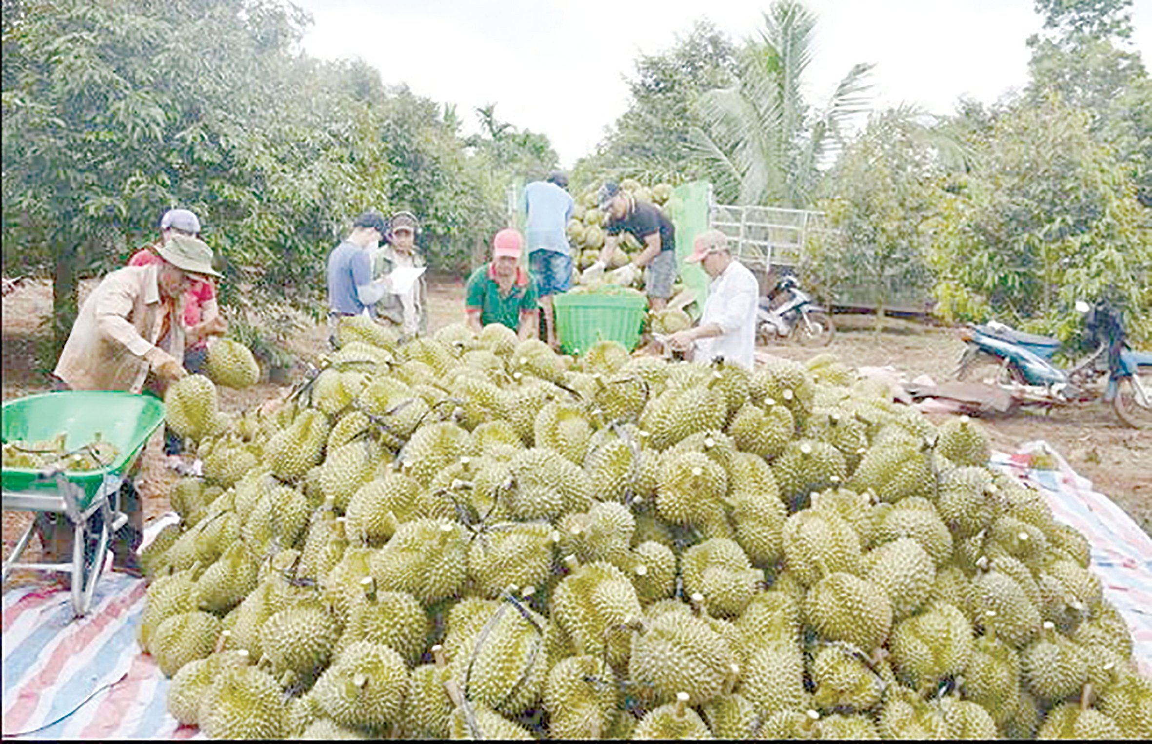 “Thần kỳ” sầu riêng Việt Nam, loại trái cây ngon nổi tiếng mang về 2,2 tỷ USD- Ảnh 2.