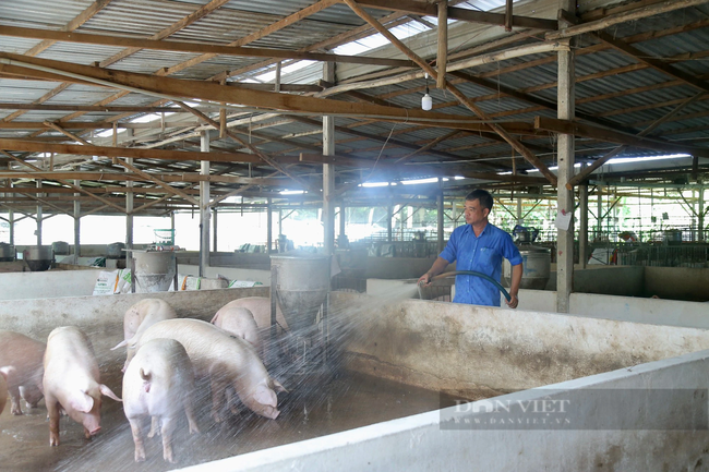 Nuôi heo bài bản, một nông dân ngoại ô TP.HCM thu hơn 2,5 tỷ đồng/năm- Ảnh 1.