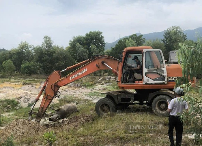 Nhiều con trâu tại một xã ở Thừa Thiên Huế chết sau khi bị phình bụng, sùi bọt mép- Ảnh 2.