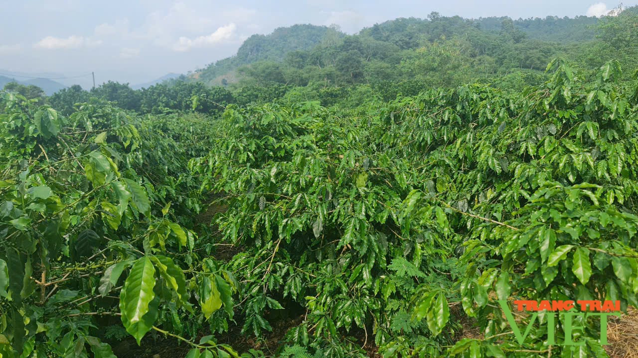 Chuyển đổi nông nghiệp Mường Ảng: Từ truyền thống đến đột phá - Ảnh 1.