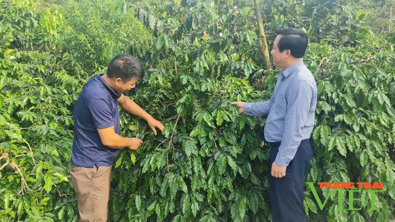 Chuyển đổi nông nghiệp Mường Ảng: Từ truyền thống đến đột phá - Ảnh 2.