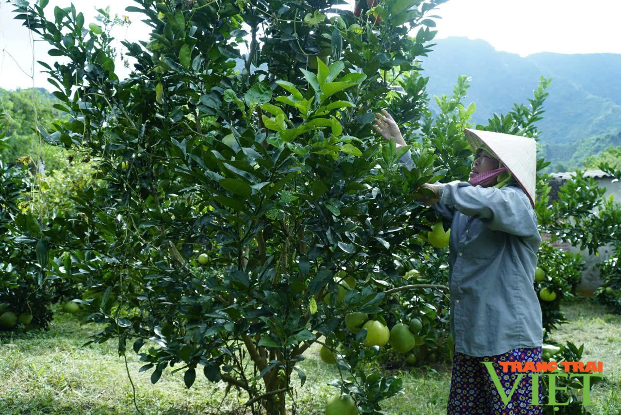 Chuyển đổi nông nghiệp Mường Ảng: Từ truyền thống đến đột phá - Ảnh 4.