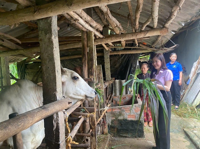 Quảng Ngãi: Được vốn vay ưu đãi tiếp sức, nhiều hộ dân phát triển kinh tế cho thu nhập hàng trăm triệu đồng mỗi năm - Ảnh 2.