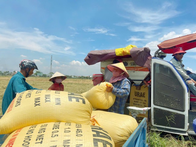 Hợp tác xã nông nghiệp ở Quảng Nam và vai trò liên kết sản xuất - Ảnh 4.