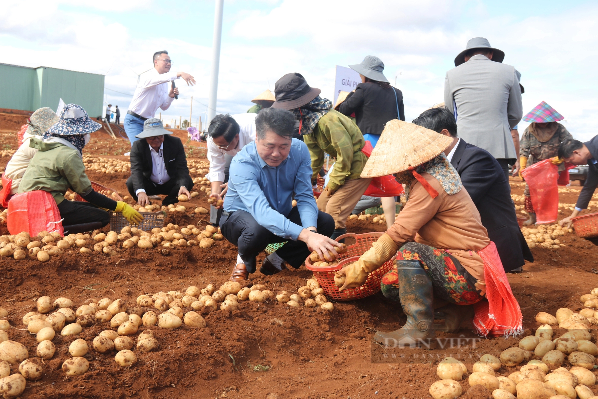 Liên kết trồng khoai tây khép kín, nông dân nhận tiền “tươi” - Ảnh 1.