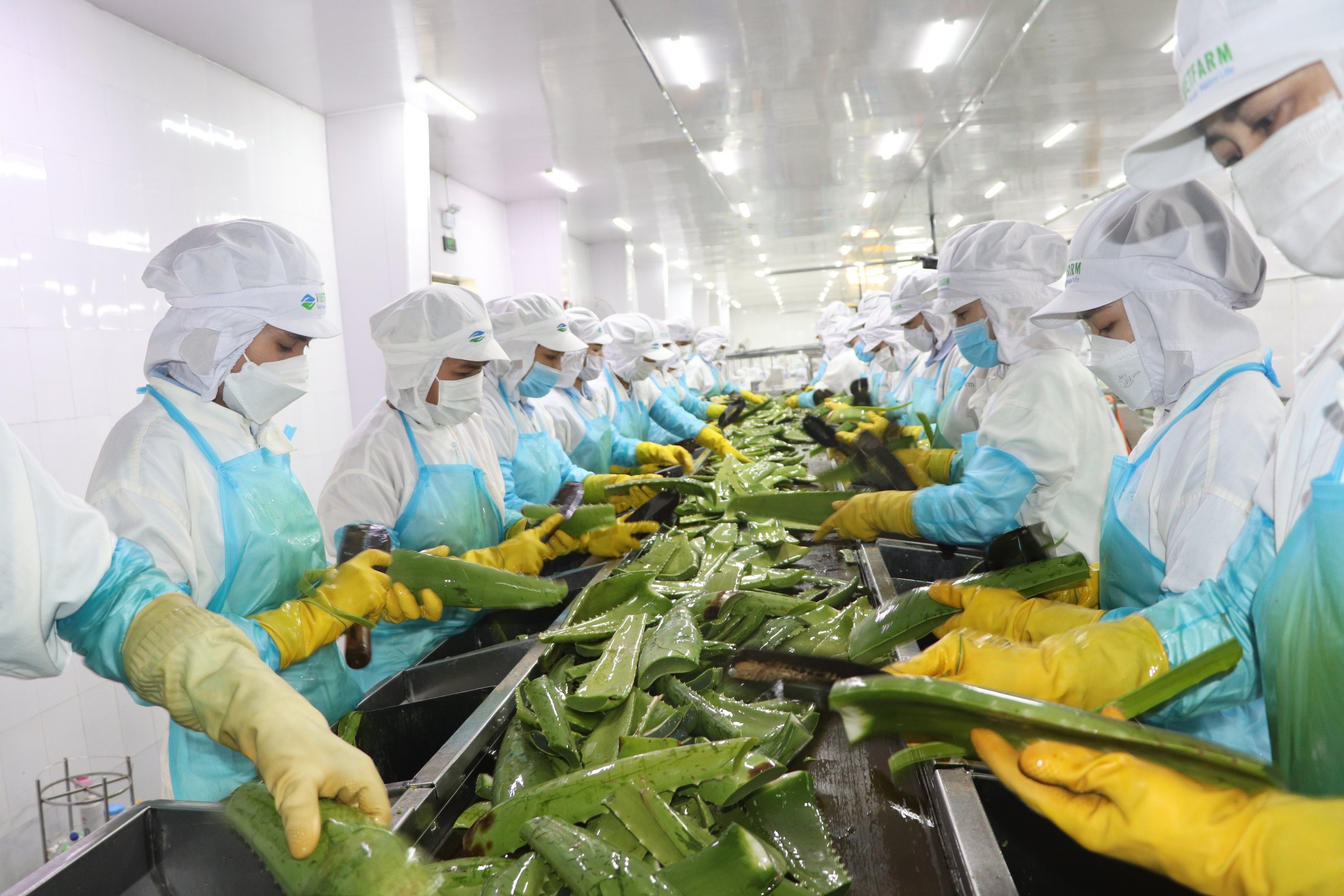 Trồng "cây làm đẹp" xuất khẩu sang Nhật Bản, Hàn Quốc, "vua nha đam" thu về 484 tỷ đồng- Ảnh 4.