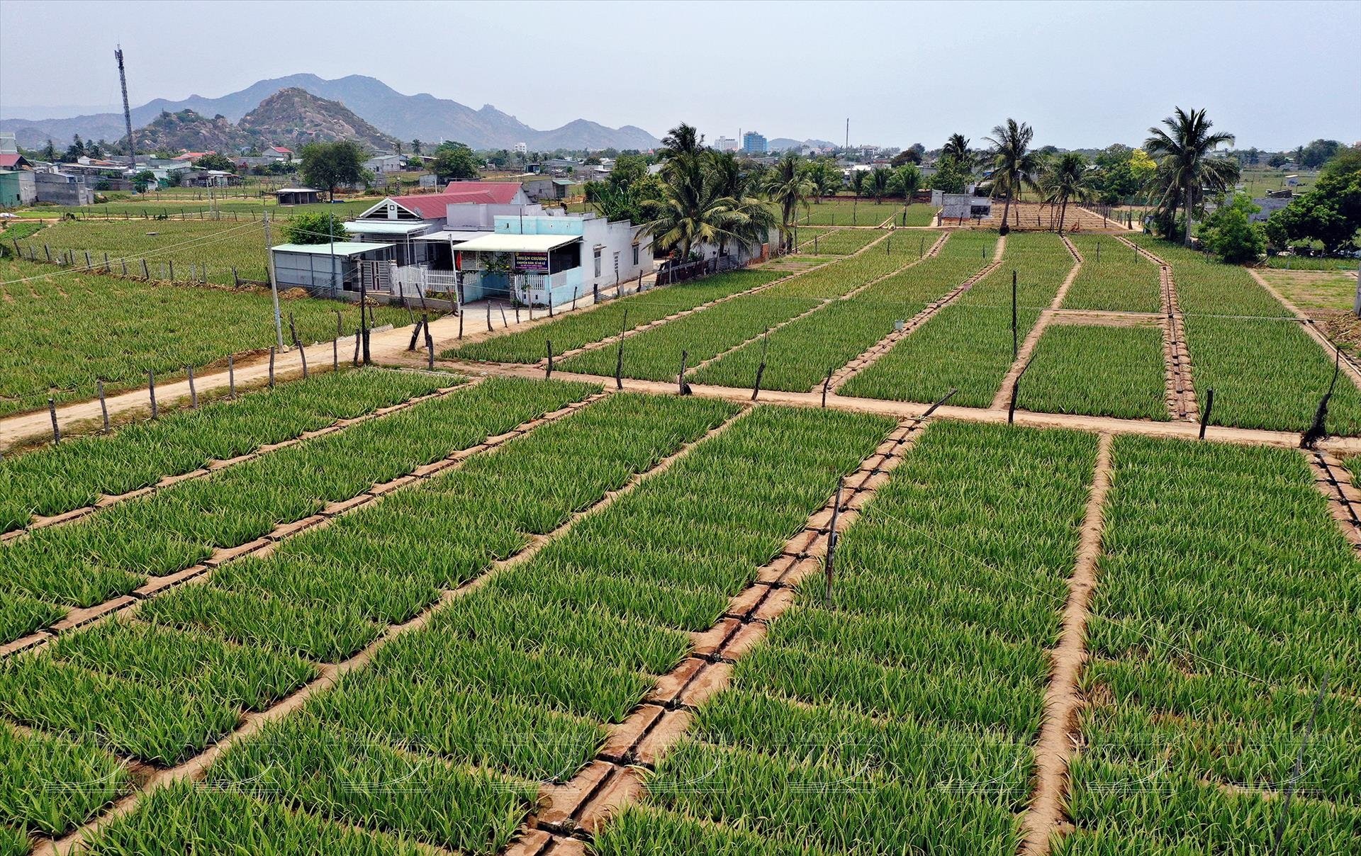 Trồng "cây làm đẹp" xuất khẩu sang Nhật Bản, Hàn Quốc, "vua nha đam" thu về 484 tỷ đồng- Ảnh 7.