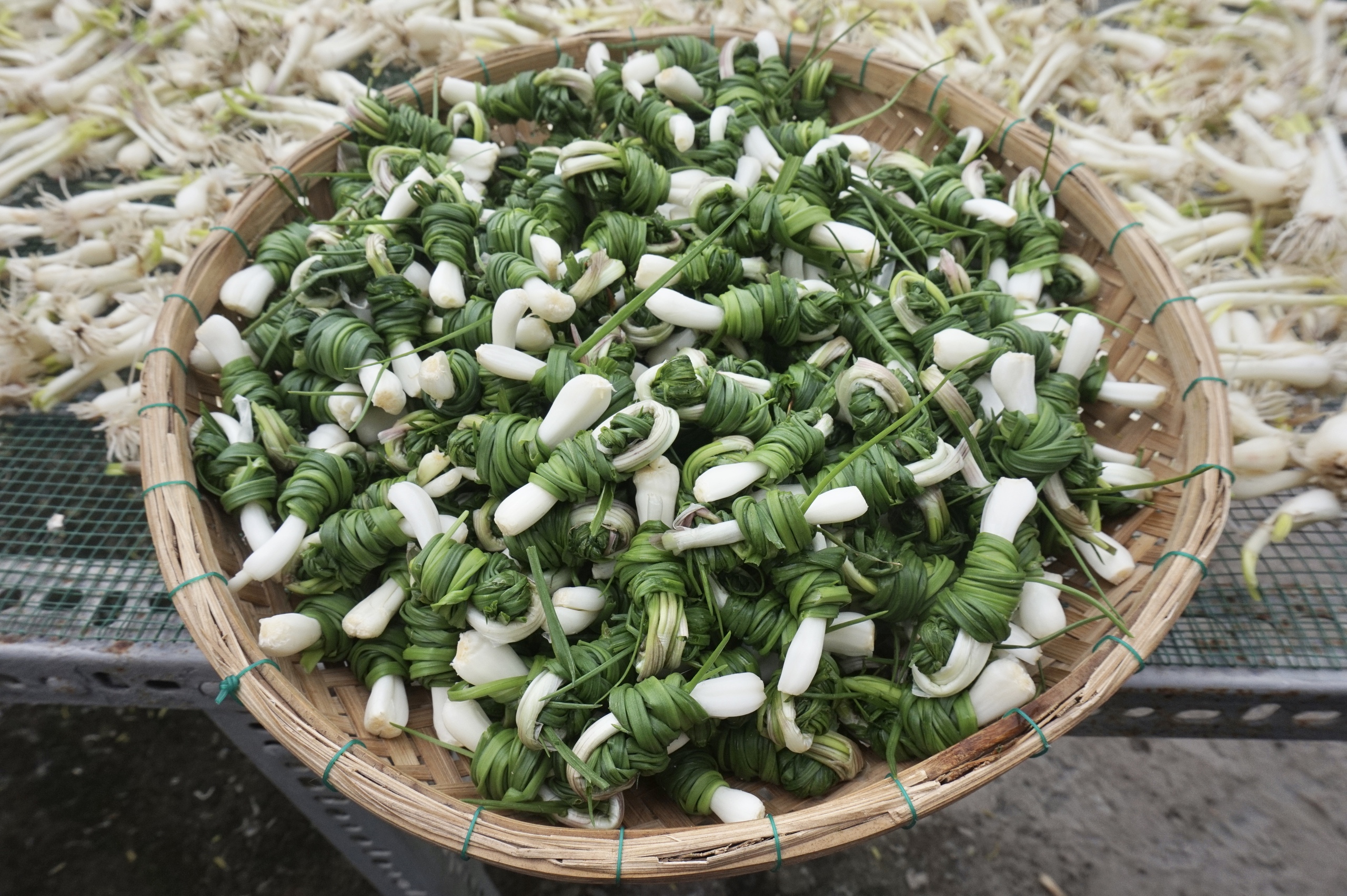 Đặc sản Tết: Loại củ trắng nõn ở đất Hoà Nhơn đem dầm mắm, chua ngọt, nhìn thấy ai cũng thèm- Ảnh 2.
