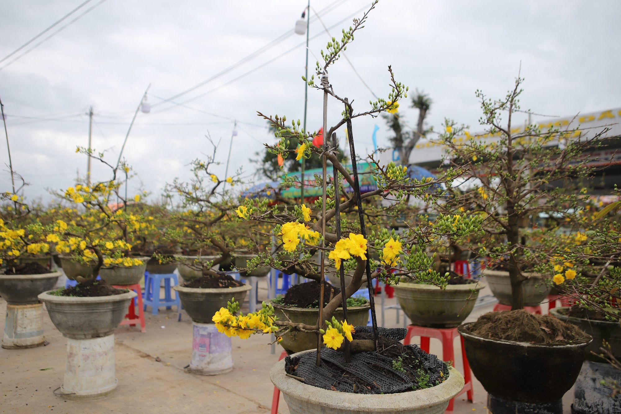 Vất vả ven Quốc lộ 1 bán mai vàng, bị đánh thức nửa đêm vẫn "vui vẻ không quạu"- Ảnh 10.