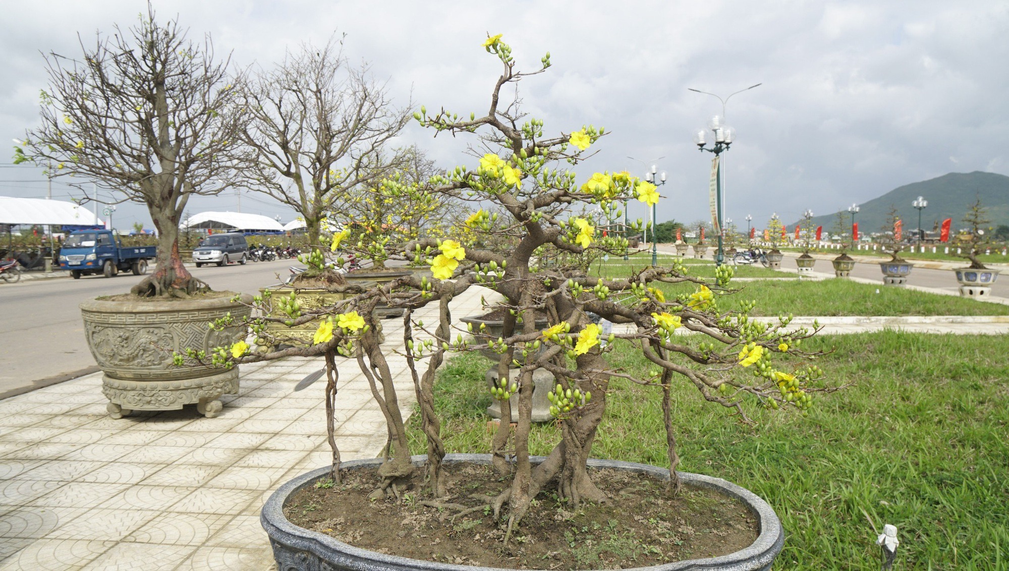 Vẻ đẹp "hút hồn" của mai vàng Bình Định, sản phẩm vừa nhận văn bằng bảo hộ chỉ dẫn địa lý- Ảnh 8.