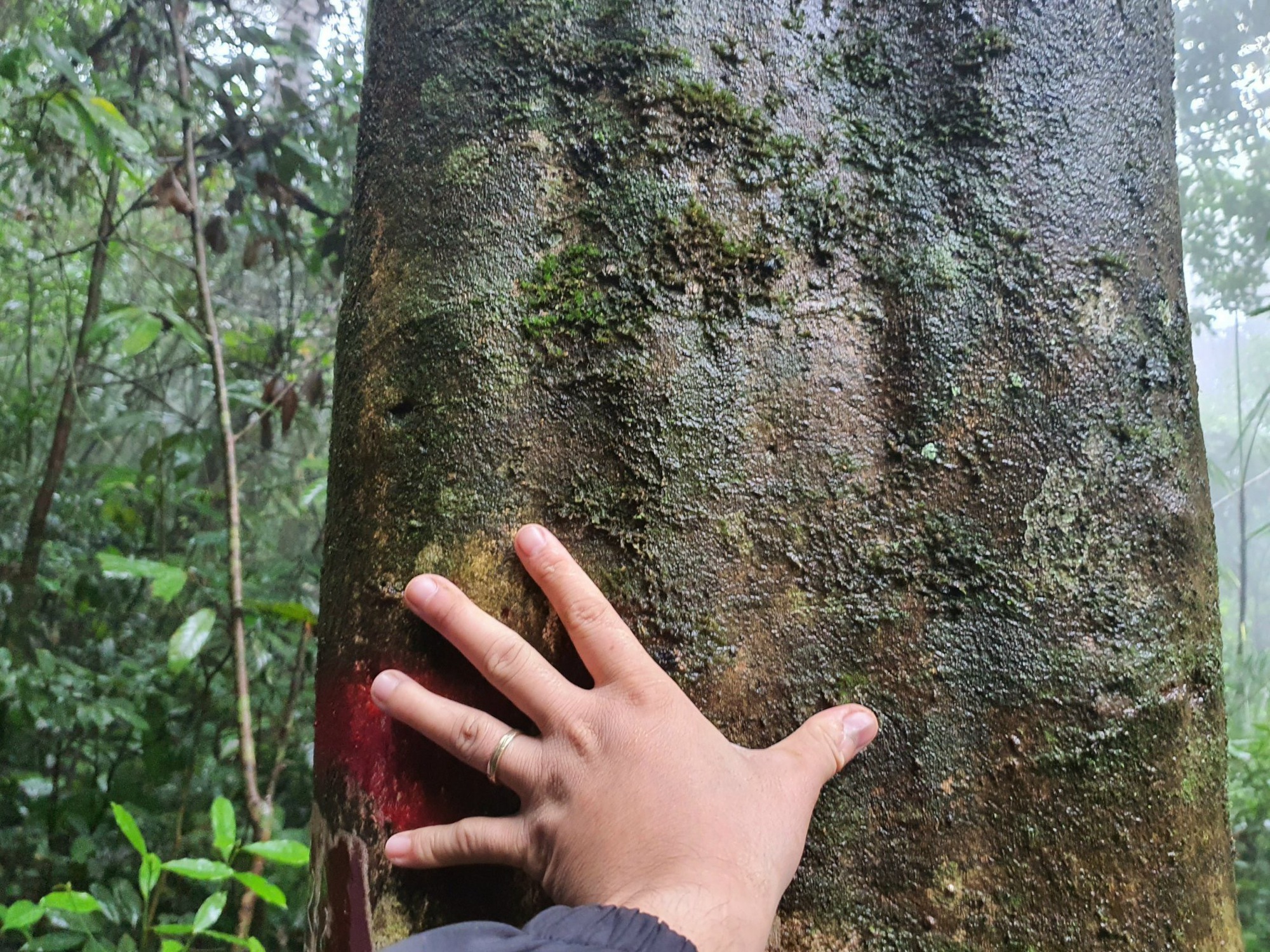  Một khu rừng ở Bình Định có hàng nghìn gốc chè cổ thụ, tỉnh đang yêu cầu bảo vệ nghiêm ngặt- Ảnh 5.