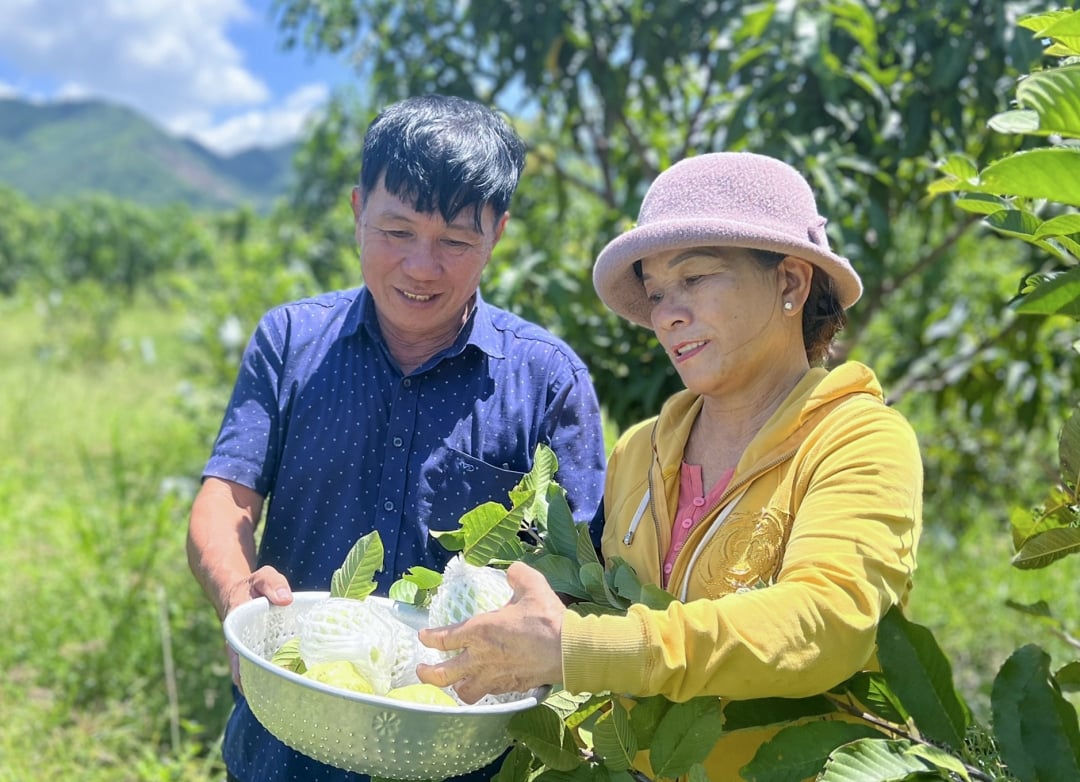 Hội Nông dân Khánh Hoà xây dựng mô hình hay, nhân thêm nhiều tỷ phú nông dân- Ảnh 1.