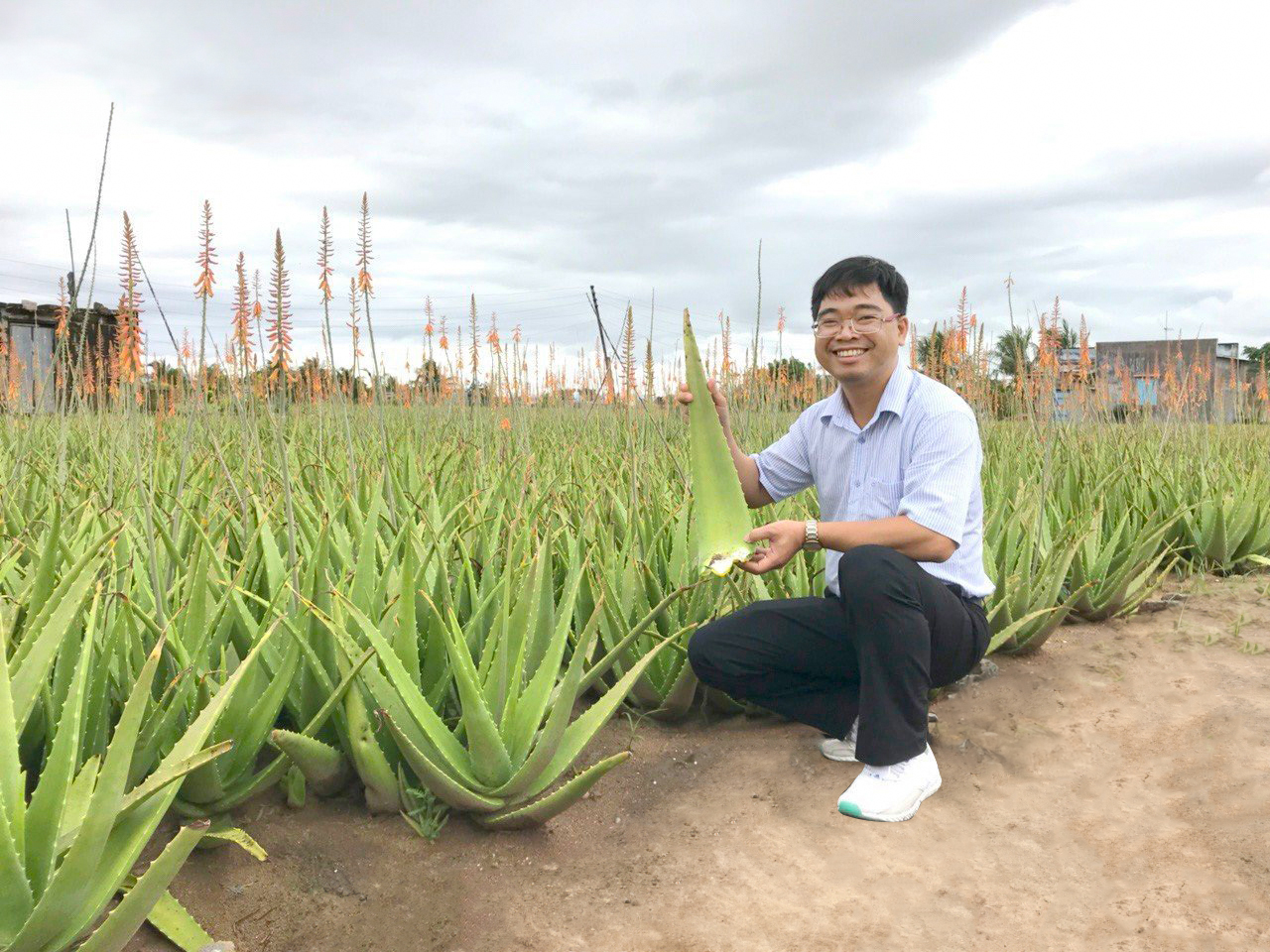 Trồng "cây làm đẹp" xuất khẩu sang Nhật Bản, Hàn Quốc, "vua nha đam" thu về 484 tỷ đồng- Ảnh 2.