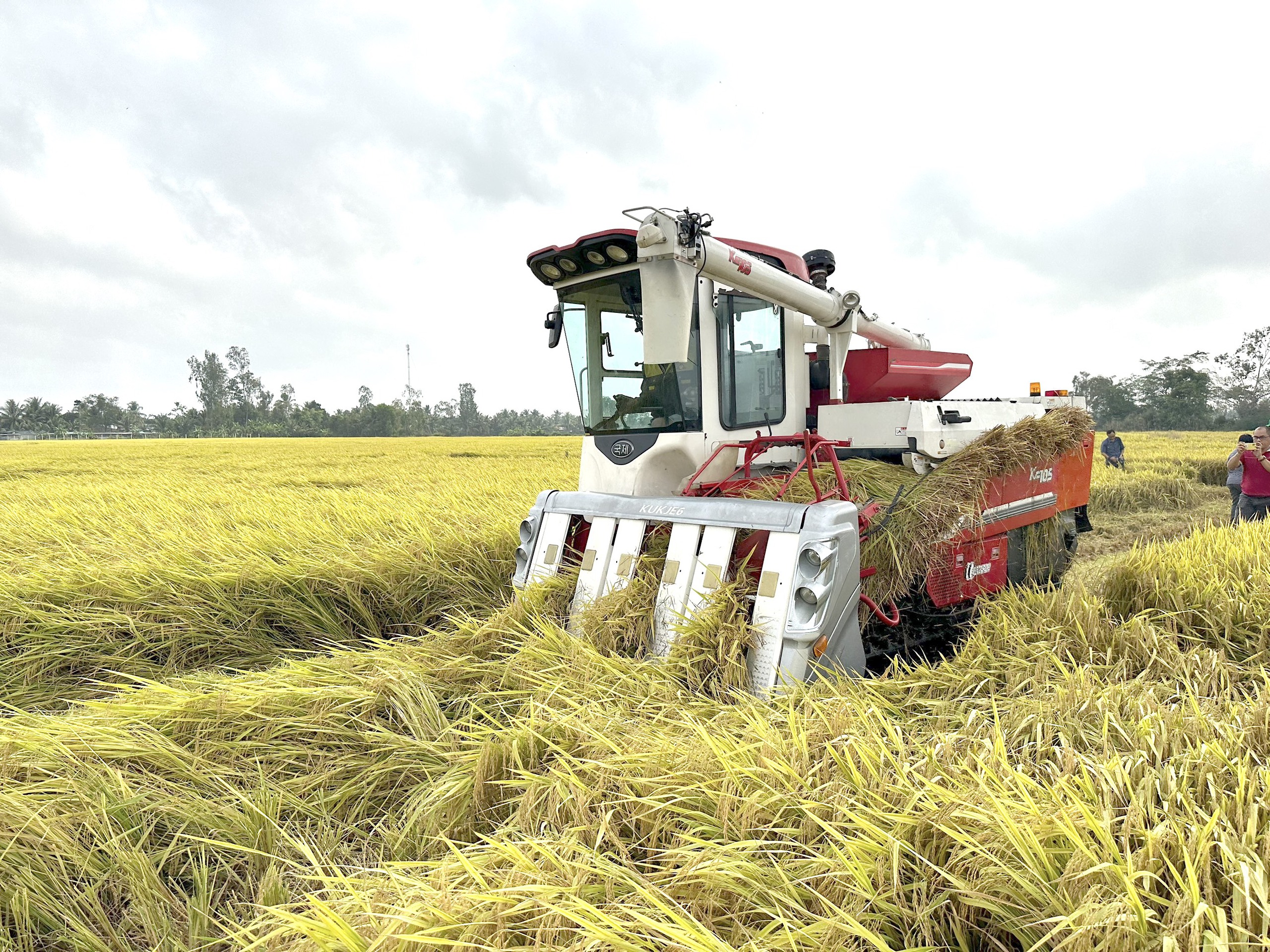 Trồng lúa thông minh thu lãi 65 triệu đồng/ha- Ảnh 1. Trồng lúa thông minh thu lãi 65 triệu đồng/ha- Ảnh 1.