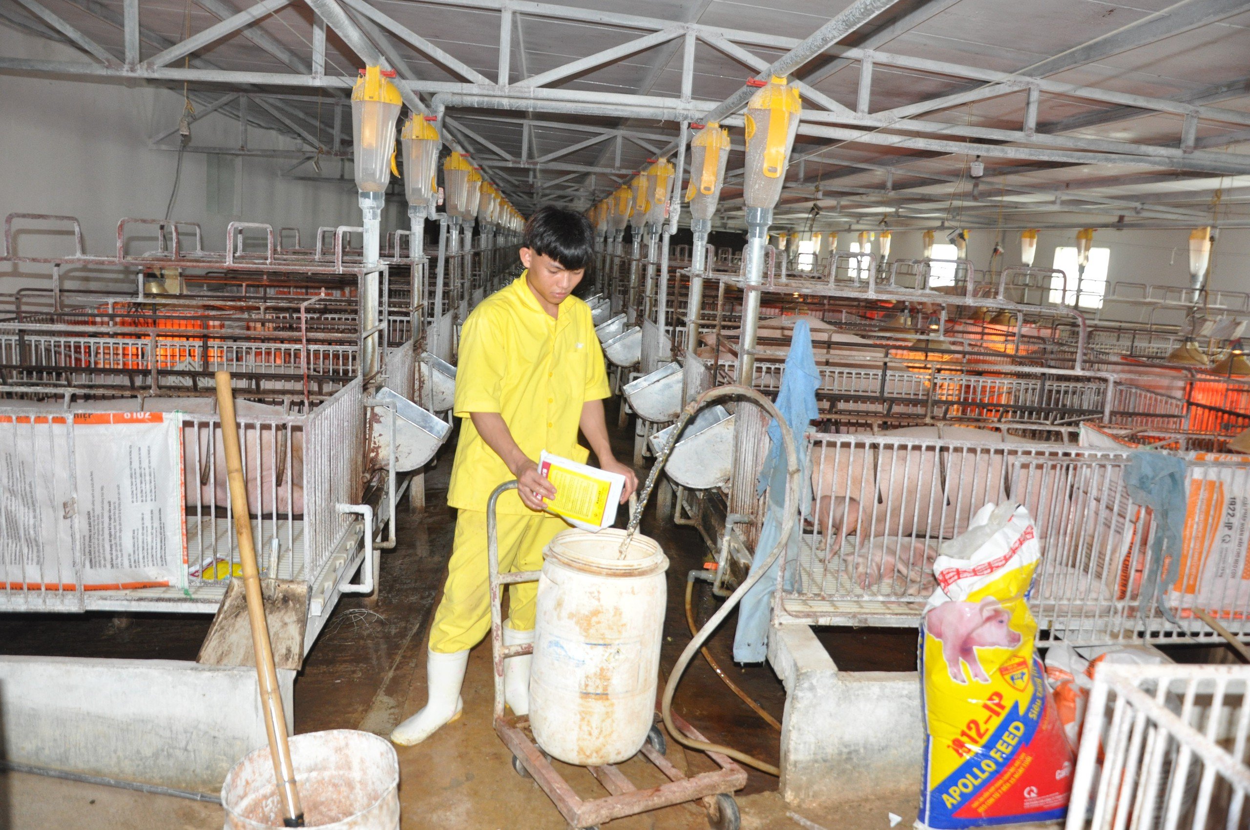 Mỗi năm Trung Quốc cần nhập khẩu 25 triệu con lợn, tại sao Việt Nam vẫn chưa bán được lợn sang Trung Quốc?- Ảnh 1.