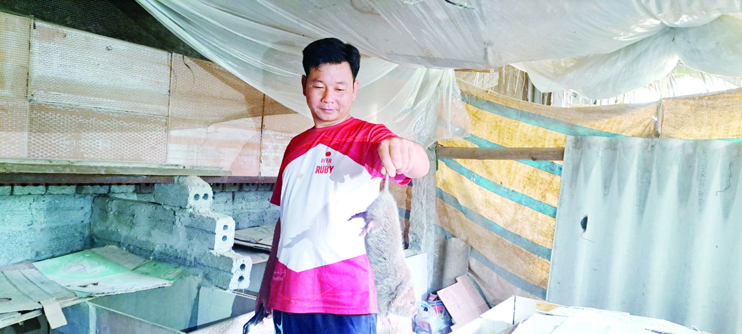 Nuôi loài đặc sản "gốc gác" là động vật hoang dã, cứ đẻ sòn sòn, một người Hòa Bình bán 600.000 đồng/kg- Ảnh 2.