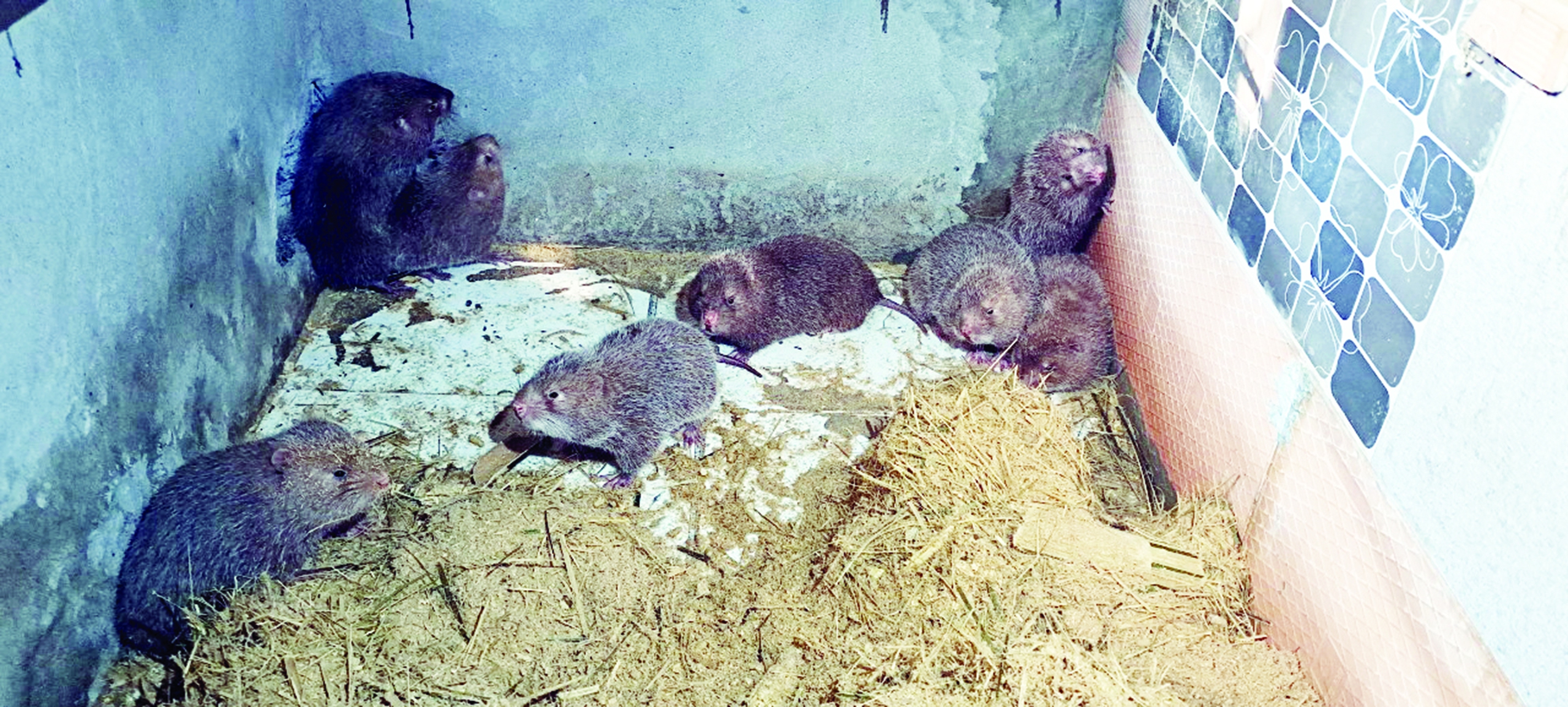 Nuôi loài đặc sản "gốc gác" là động vật hoang dã, cứ đẻ sòn sòn, một người Hòa Bình bán 600.000 đồng/kg- Ảnh 5.