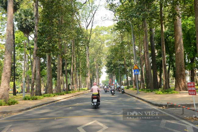 Sẽ đốn hơn 400 cây xanh để làm tuyến Metro số 2          - Ảnh 1.