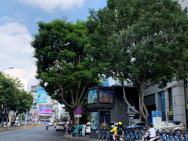 Chuyên gia: Nếu TP.HCM chặt hơn 400 cây xanh vì metro, phải trồng lại gấp đôi     - Ảnh 2.