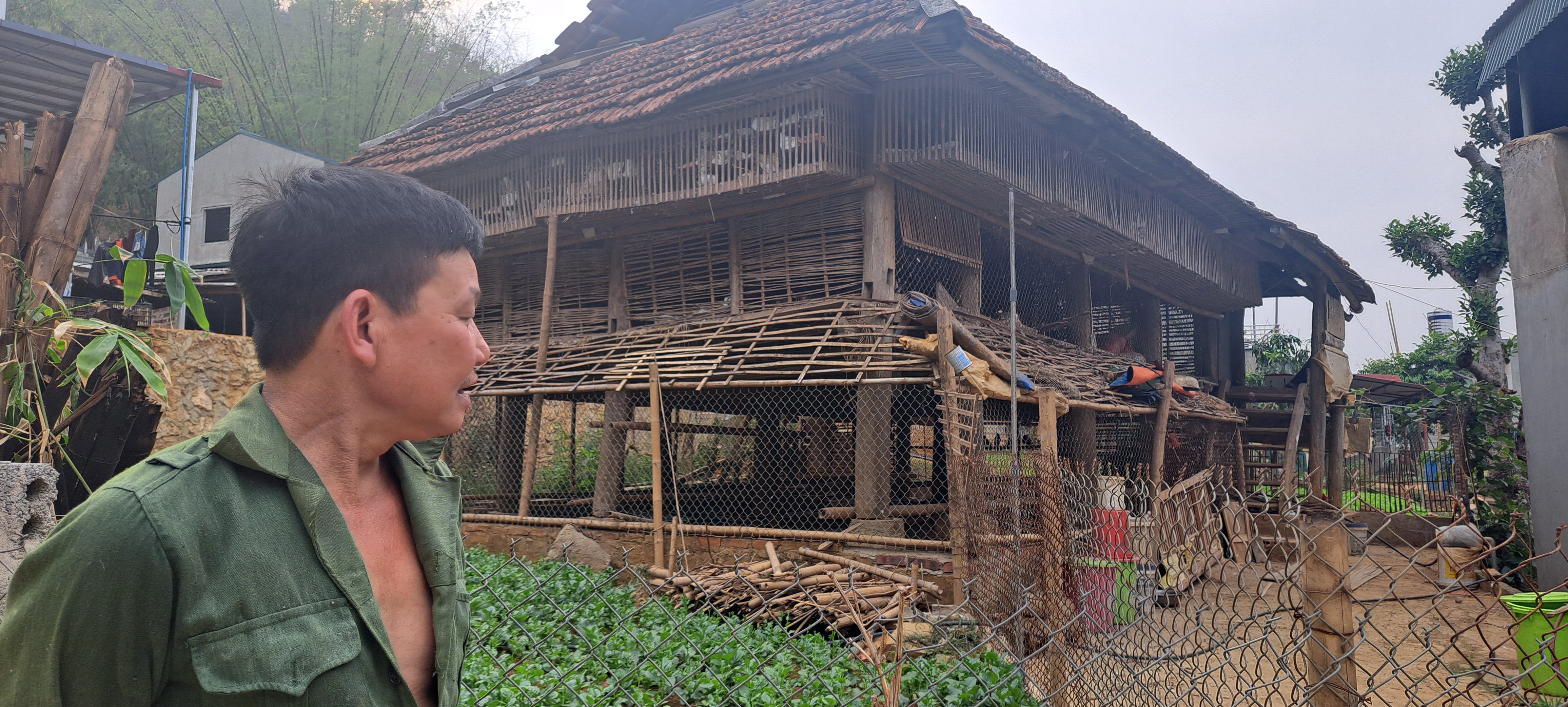 Làm giàu khác người ở Sơn La, nuôi loại chim đẻ sòn sòn trên nhà sàn mà phát tài thấy rõ- Ảnh 2.