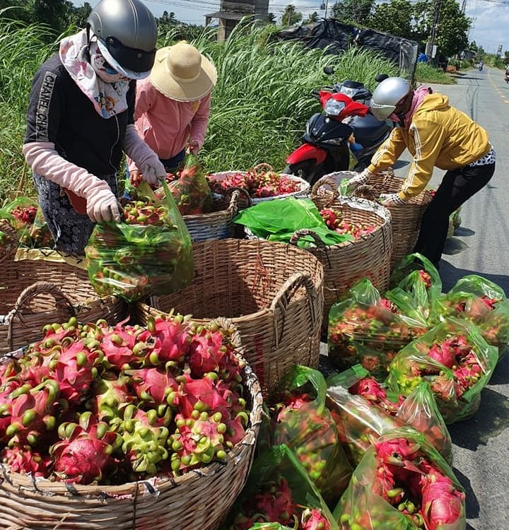 Khốc liệt hạn mặn miền Tây, bất ngờ, loại trái ngon, bổ dưỡng này ở Long An lại trúng giá- Ảnh 3.