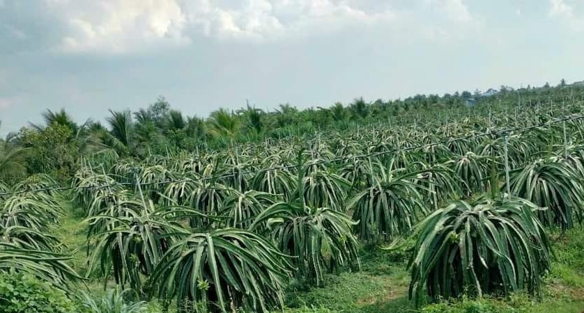 Khốc liệt hạn mặn miền Tây, bất ngờ, loại trái ngon, bổ dưỡng này ở Long An lại trúng giá- Ảnh 1.