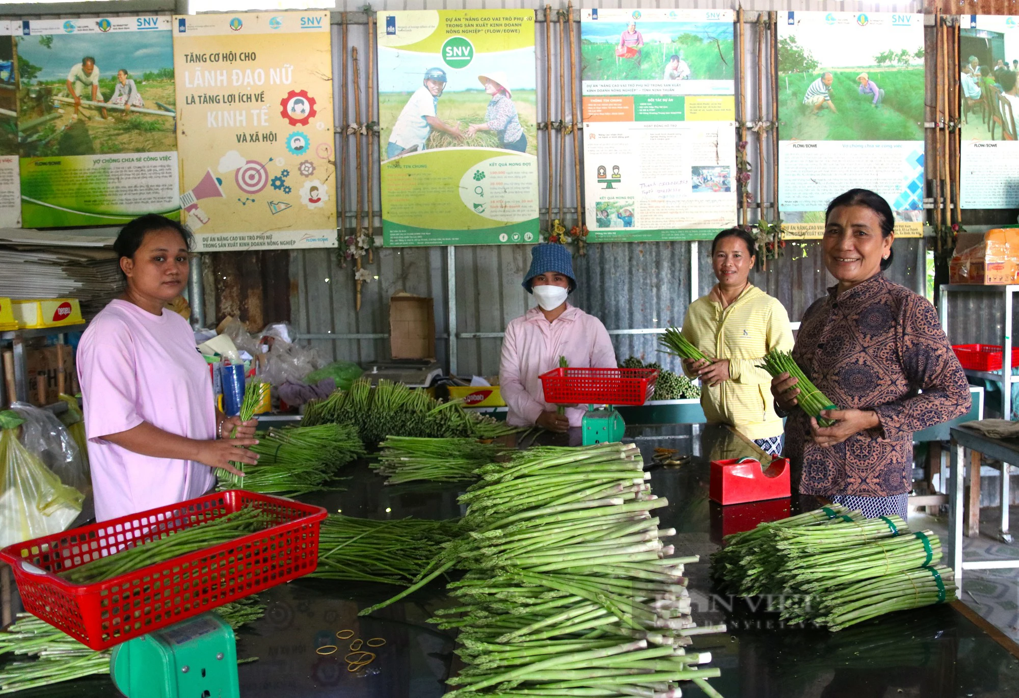 Hội Nông dân Ninh Thuận hướng dẫn, hỗ trợ hội viên vào HTX trồng măng tây xanh, thu nhập tăng lên- Ảnh 1.