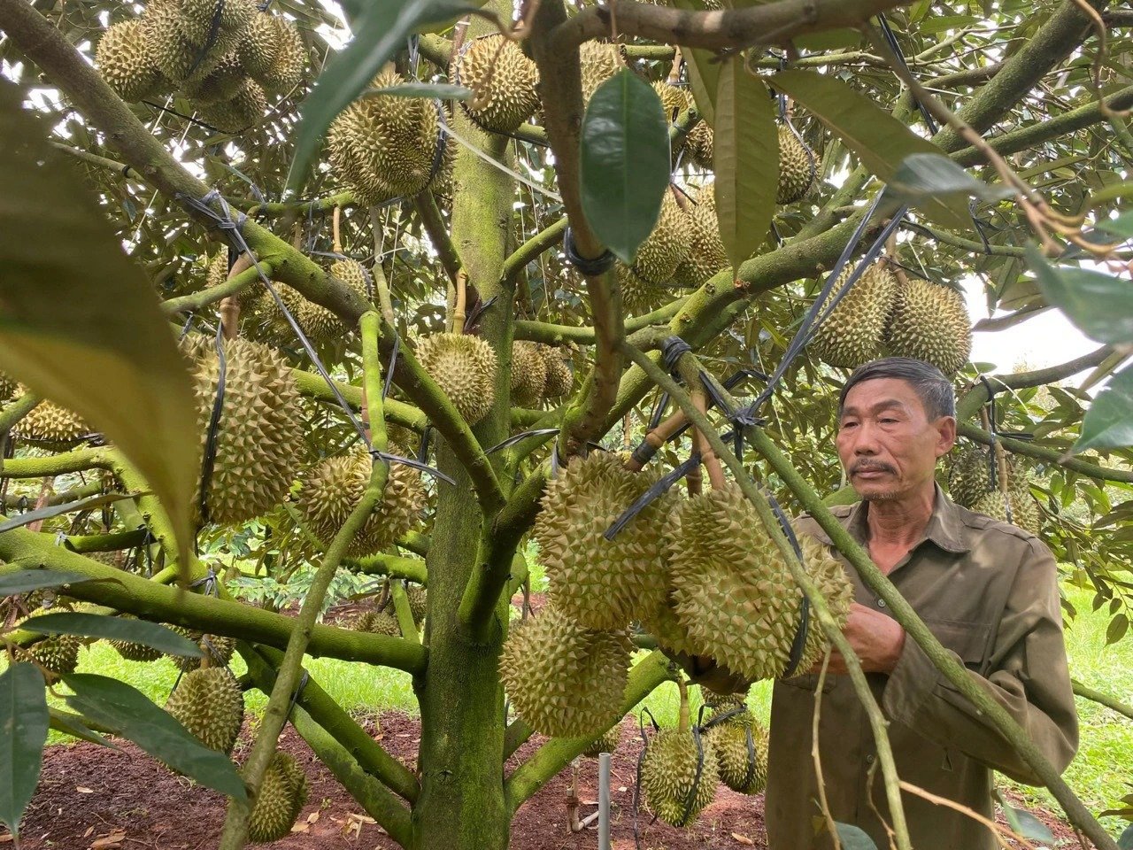 Dự báo mùa sầu riêng “nóng” ở Đắk Lắk, liệu còn cảnh mua bán giành giật, thổi giá, mất uy tín?- Ảnh 2.