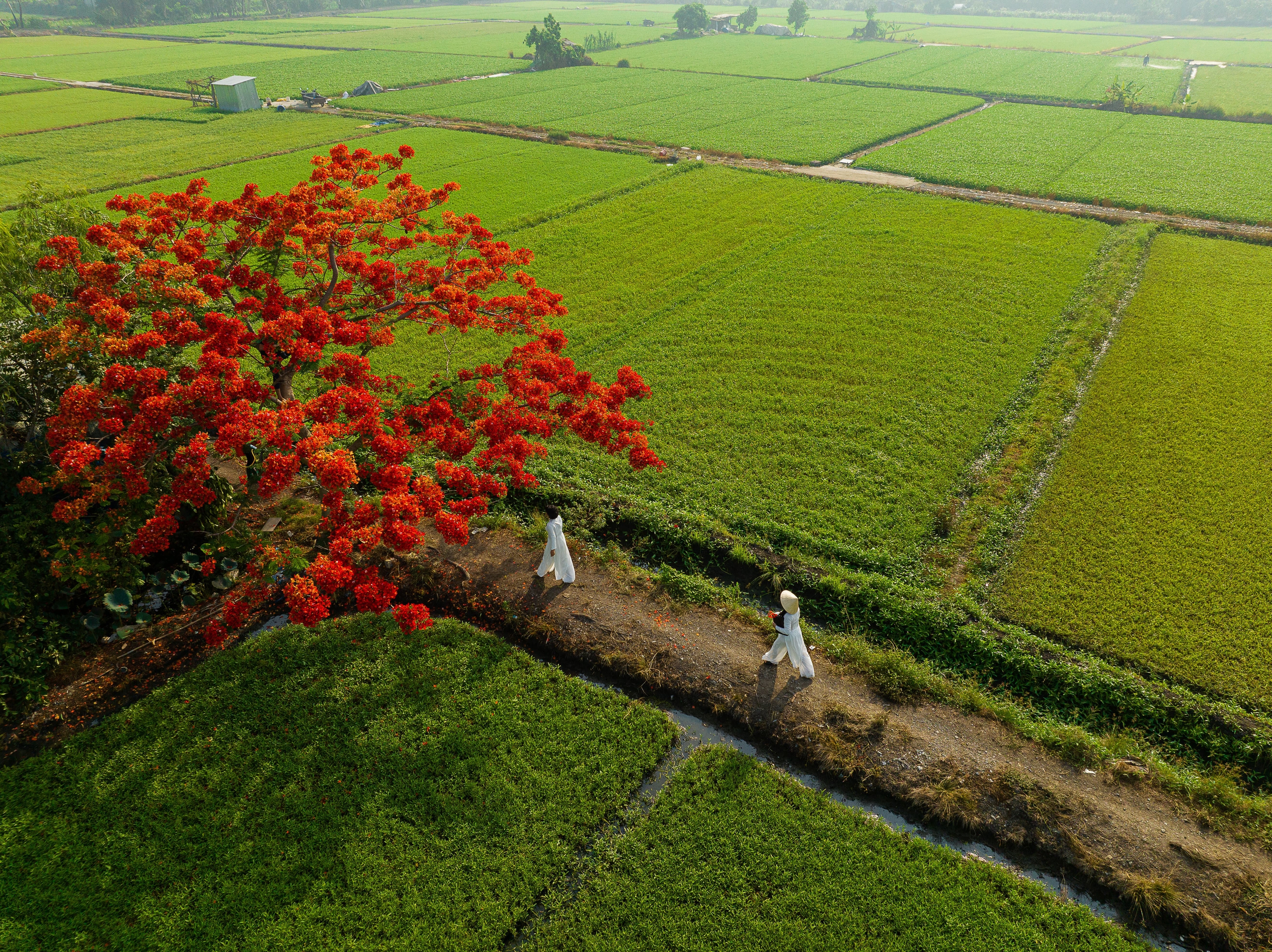 Cây phượng đỏ rực giữa đồng xanh, ngàn người kéo đến- Ảnh 6.