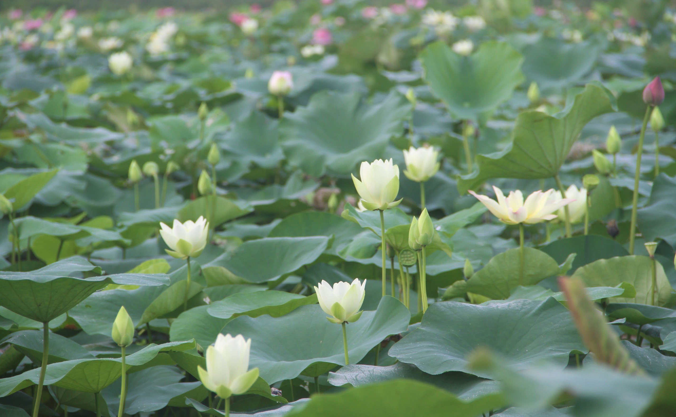 Cánh đồng Kim Liên ở Nghệ An trồng loại cây gì mà mùa này thơm ngát, ai đi qua cũng trầm trồ?- Ảnh 5.