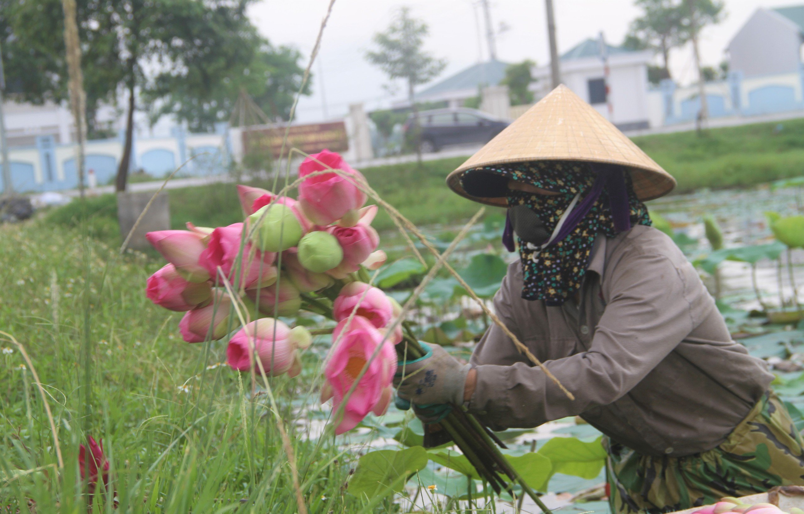 Cánh đồng Kim Liên ở Nghệ An trồng loại cây gì mà mùa này thơm ngát, ai đi qua cũng trầm trồ?- Ảnh 10.